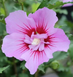 Garteneibisch Maike 40-60cm - Hibiscus Syriacus