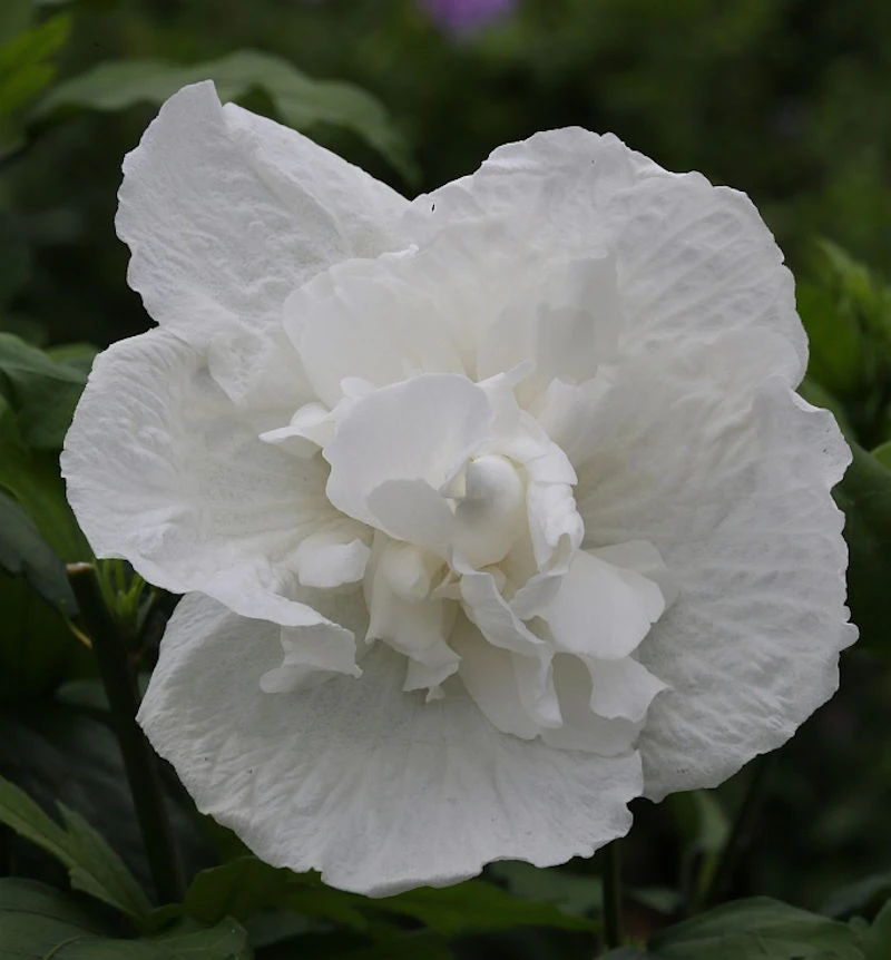Garteneibisch White Chiffon 40-60cm - Hibiscus Syriacus 3 Garteneibisch White Chiffon 40-60cm - Hibiscus Syriacus