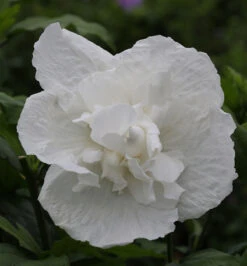 Garteneibisch White Chiffon 60-80cm - Hibiscus Syriacus