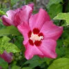 Rosen Eibisch Woodbridge 60-80cm - Hibiscus