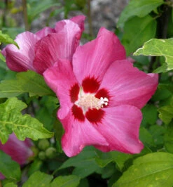 Rosen Eibisch Woodbridge 60-80cm - Hibiscus