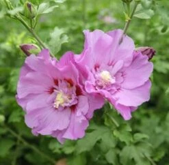 Garteneibisch Eruption 80-100cm - Hibiscus