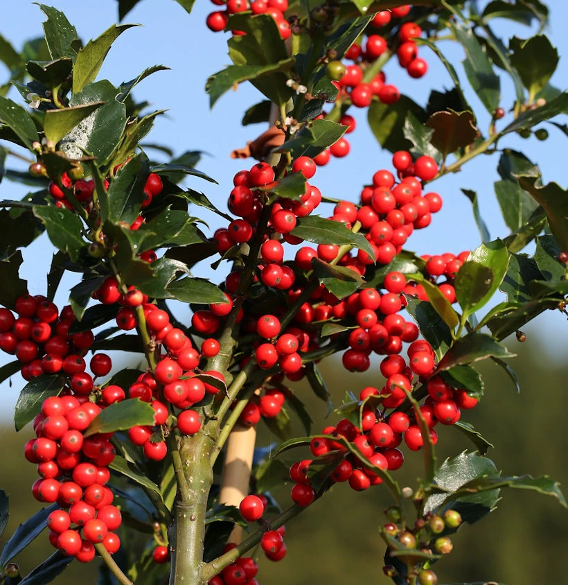 Stechpalme Ilex Blue Maid 60-80cm - Ilex Meserveae 3 Stechpalme Ilex Blue Maid 60-80cm - Ilex Meserveae