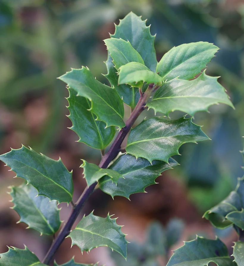 Stechpalme Ilex Männlich Blue Prince 40-60cm - Ilex Meserveae 3 Stechpalme Ilex Männlich Blue Prince 40-60cm - Ilex Meserveae