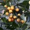 Amerikanischer Ilex Golden Girl 100-125cm - Ilex Meserveae