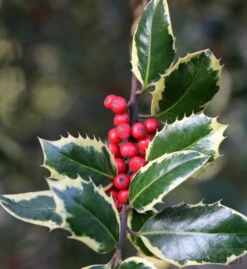 Weißbunte Stechpalme Ilex Argentea Marginata 60-80cm - Ilex Aquifolium