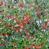 Hochstamm Stechpalme Nellie R Stevens 60-80cm - Ilex Aquifolium