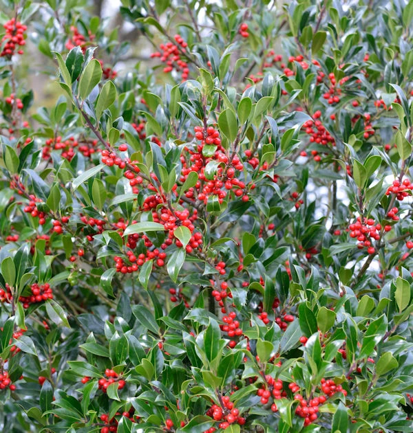 Hochstamm Stechpalme Nellie R Stevens 60-80cm - Ilex Aquifolium 3 Hochstamm Stechpalme Nellie R Stevens 60-80cm - Ilex Aquifolium