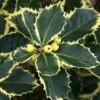 Gelbbunte Stechpalme Aurea 40-60cm - Ilex Aquifolium