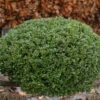 Kugelschnitt Japanische Stechpalme Buxbol 25-30cm - Ilex Crenata -Pflanze Verkaufsgeschäft Ilex crenata Blondie Buxbol Kugel