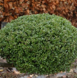 Kugelschnitt Japanische Stechpalme Buxbol 25-30cm - Ilex Crenata