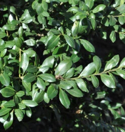 Japanischer Stechpalme Caroline Upright 25-30cm - Ilex Crenata