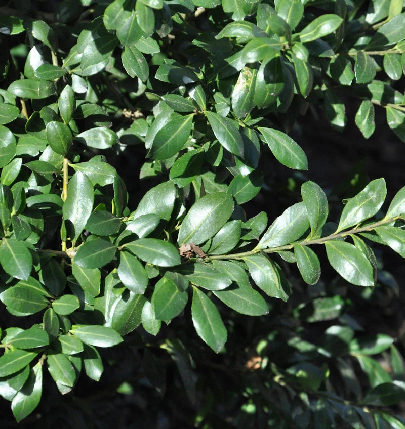 Japanischer Stechpalme Caroline Upright 25-30cm - Ilex Crenata 3 Japanischer Stechpalme Caroline Upright 25-30cm - Ilex Crenata