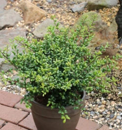 Löffel Ilex Stechpalme 15-20cm - Ilex Crenata