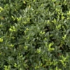 Kegelschnitt Löffel Ilex Dark Green 80-90cm - Ilex Crenata -Pflanze Verkaufsgeschäft Ilex crenata Dark Green Kegel 1