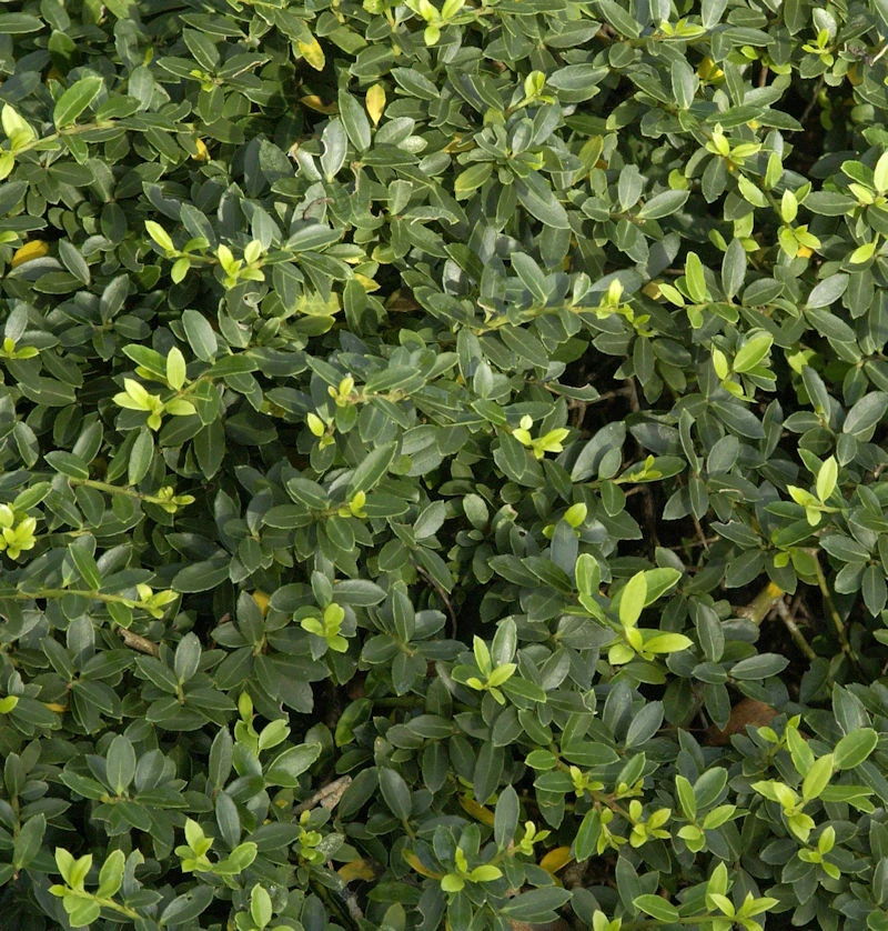 Kegelschnitt Löffel Ilex Dark Green 80-90cm - Ilex Crenata 3 Kegelschnitt Löffel Ilex Dark Green 80-90cm - Ilex Crenata