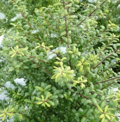 Japanische Stechpalme Ellipta Convex 30-40cm - Ilex Crenata