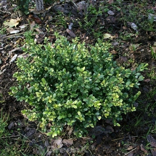 Stechpalme Ilex Eurotal 10-15cm - Ilex Crenata