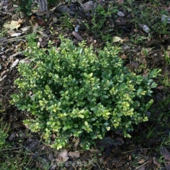 Stechpalme Ilex Eurotal 25-30cm - Ilex Crenata