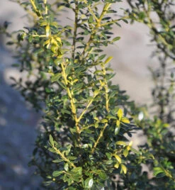 Japanische Stechpalme Fructu Luteo 30-40cm - Ilex Crenata