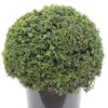 Kugelschnitt Japanische Stechpalme Ilex Glori Gem 25-30cm - Ilex Crenata -Pflanze Verkaufsgeschäft Ilex crenata Glori GemKugelschnitt