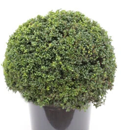 Kugelschnitt Japanische Stechpalme Ilex Glori Gem 25-30cm - Ilex Crenata