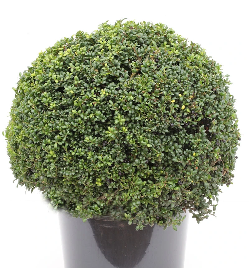 Kugelschnitt Japanische Stechpalme Ilex Glori Gem 25-30cm - Ilex Crenata 3 Kugelschnitt Japanische Stechpalme Ilex Glori Gem 25-30cm - Ilex Crenata