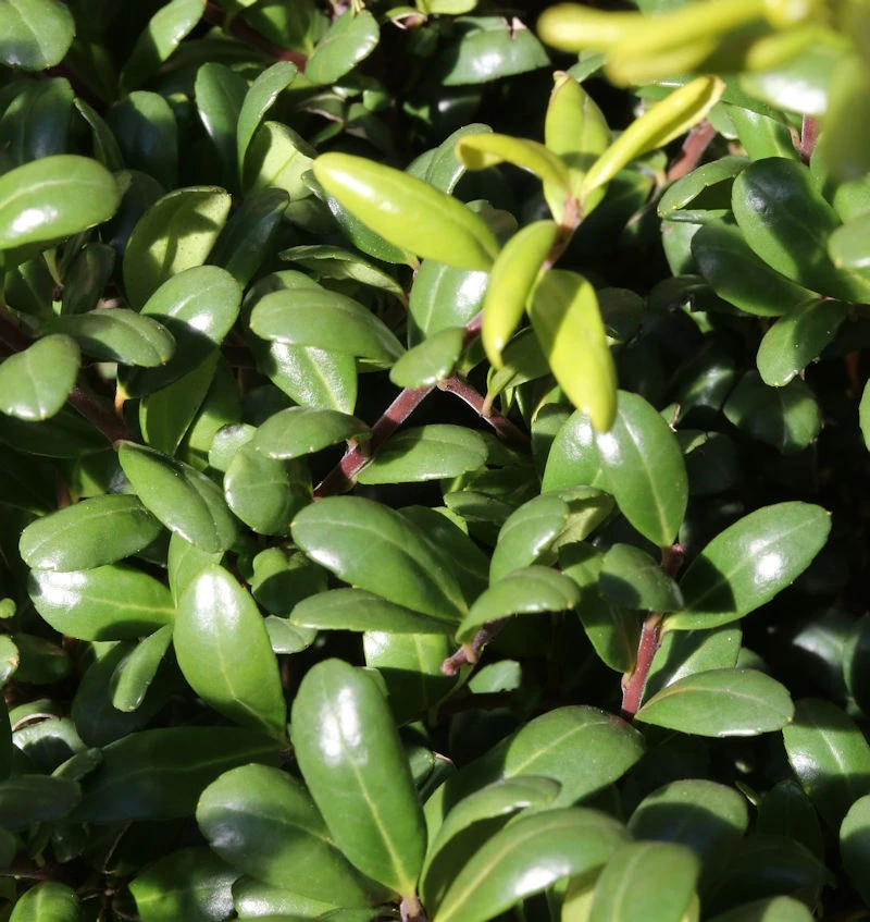 Kegelschnitt Glorie Dwarf® 70-80cm - Ilex Crenata 3 Kegelschnitt Glorie Dwarf® 70-80cm - Ilex Crenata