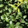 Kugelschnitt Glorie Dwarf® 15-20cm - Ilex Crenata -Pflanze Verkaufsgeschäft Ilex crenata GlorieDwarf