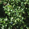 Japanische Stechpalme Ilex Glori Gem 25-30cm - Ilex Crenata -Pflanze Verkaufsgeschäft Ilex crenata GlorieGem 2