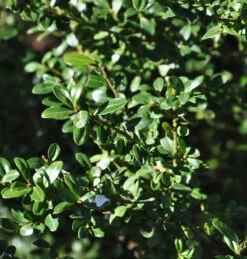 Japanische Stechpalme Ilex Glori Gem 15-20cm - Ilex Crenata