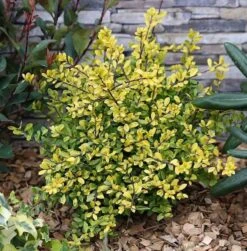 Gelber Bergilex Stechpalme 40-50cm - Ilex Crenata