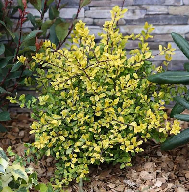 Gelber Bergilex Stechpalme 40-50cm - Ilex Crenata 3 Gelber Bergilex Stechpalme 40-50cm - Ilex Crenata