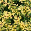 Kugelschnitt Gelber Bergilex Stechpalme 40-45cm - Ilex Crenata -Pflanze Verkaufsgeschäft Ilex crenata Golden GemKugelschnitt