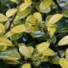 Kegelschnitt Bergilex Stechpalme Golden Rock® 60-70cm - Ilex Crenata -Pflanze Verkaufsgeschäft Ilex crenata GoldenRock