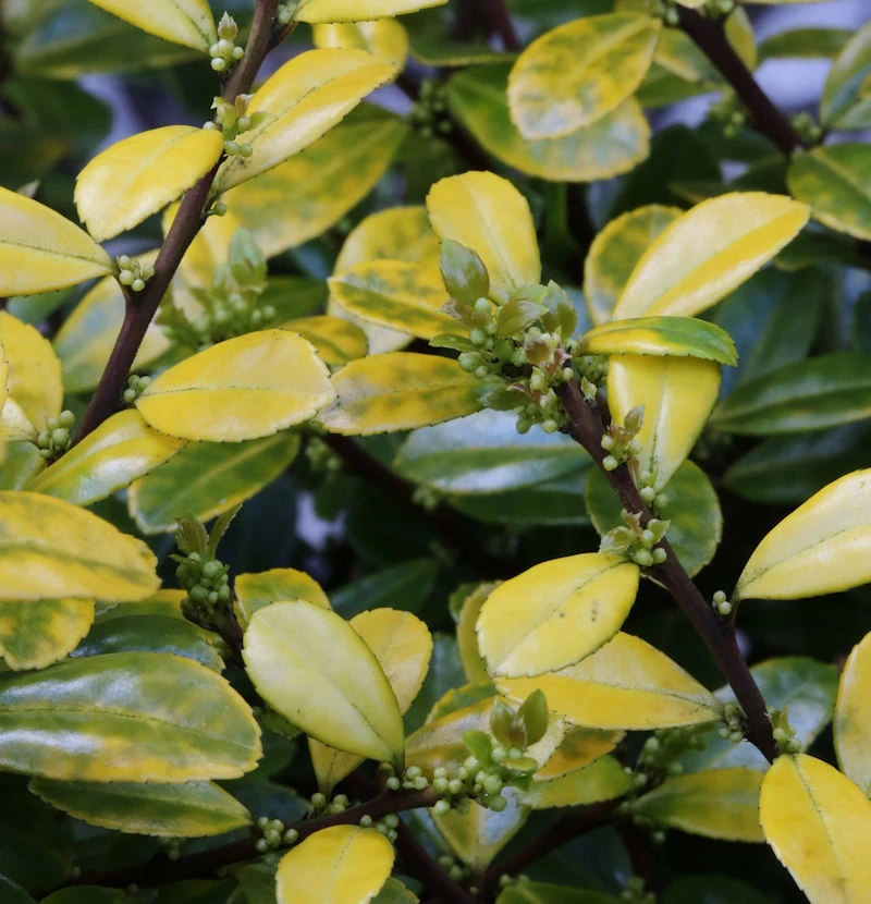 Kegelschnitt Bergilex Stechpalme Golden Rock® 60-70cm - Ilex Crenata 3 Kegelschnitt Bergilex Stechpalme Golden Rock® 60-70cm - Ilex Crenata