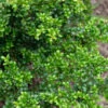 Japanische Stechpalme Ilex Green Hedge 30-40cm - Ilex Crenata -Pflanze Verkaufsgeschäft Ilex crenata GreenHedge 2