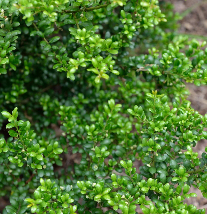 Japanische Stechpalme Ilex Green Hedge 30-40cm - Ilex Crenata 3 Japanische Stechpalme Ilex Green Hedge 30-40cm - Ilex Crenata
