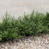 Japanische Zwerg Stechpalme Green Lustre 30-40cm - Ilex Crenata -Pflanze Verkaufsgeschäft Ilex crenata GreenLustre