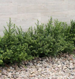 Japanische Zwerg Stechpalme Green Lustre 30-40cm - Ilex Crenata