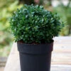 Kugelschnitt Japanische Zwerg Stechpalme Luxus Globe 15-20cm - Ilex Crenata -Pflanze Verkaufsgeschäft Ilex crenata Luxus Globe Kugel 1
