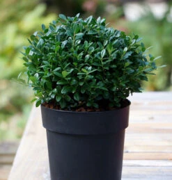 Kugelschnitt Japanische Zwerg Stechpalme Luxus Globe 15-20cm - Ilex Crenata