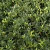 Japanische Stechpalme Luxus Hedge 15-20cm - Ilex Crenata -Pflanze Verkaufsgeschäft Ilex crenata Luxus Hedge