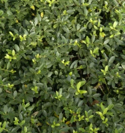 Japanische Stechpalme Luxus Hedge 15-20cm - Ilex Crenata