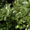 Stechpalme Robustico 25-30cm - Ilex Crenata -Pflanze Verkaufsgeschäft Ilex crenata Robustico 1