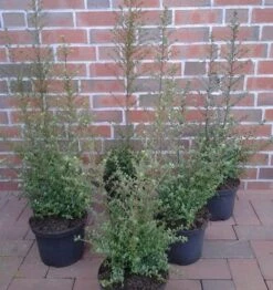 Schnell Wachsende Berg Ilex Samurai 30-40cm - Ilex Crenata