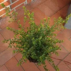 Breite Berg Ilex Shogun 20-25cm - Ilex Crenata