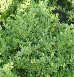 Japanische Stechpalme Tenno 50-60cm - Ilex Crenata