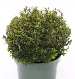 Kugelschnitt Japanische Stechpalme Ilex Twiggy 40-50cm - Ilex Crenata