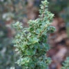 Bonsaiartige Zwergstechpalme Mariesii 25-30cm - Ilex Crenata